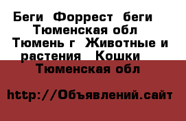 Беги, Форрест, беги. - Тюменская обл., Тюмень г. Животные и растения » Кошки   . Тюменская обл.